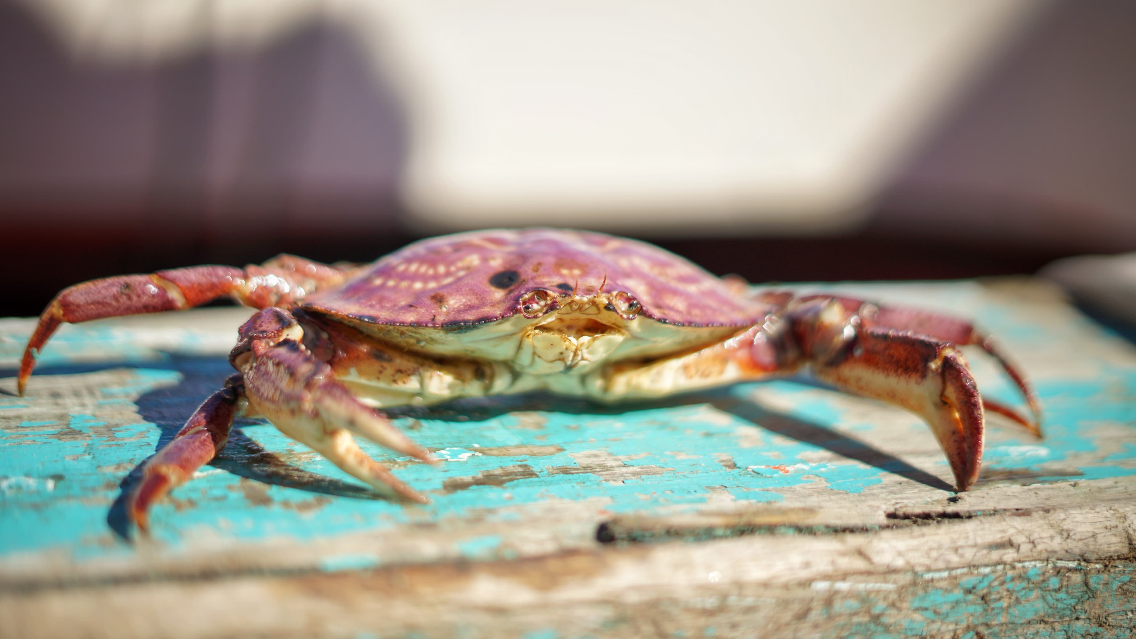 UCSC impulsa estudio para valorizar residuos de jaiba en Punta Lavapié